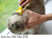 Grooming Cat Care With Quality Brush For Felines. A person is gently brushing a Scottish fold gray cat with a brush, ensuring a healthy coat. Essentials. Owner girl combing her cat at home. Pet health. Стоковое фото, фотограф Марина Демидюк / Фотобанк Лори