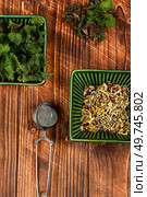 Fresh young nettle and a tea spoon on rustic wooden table. Herbal medicine, homeopathy. Urtica dioica, stinging nettle.. Herbal tea with stinging nettle. Стоковое фото, агентство Ingram Publishing / Фотобанк Лори