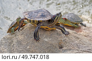 Красноухие черепахи греются на камне в лучах солнца. Red-eared turtles basking and swimming in the sun. Стоковое фото, фотограф Татьяна Д / Фотобанк Лори