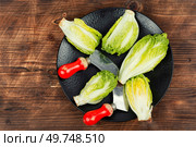 Fresh green Romaine lettuce. Mini romaine lettuce salad on rustic wooden table.. Fresh green Romaine lettuce. Стоковое фото, агентство Ingram Publishing / Фотобанк Лори