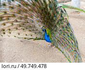 Большой красивый павлин в зоопарке. Beautiful Peacock in zoo. Стоковое фото, фотограф Татьяна Д / Фотобанк Лори