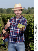 happy farmer showing grapes and thumb-up to the camera. Стоковое фото, агентство Ingram Publishing / Фотобанк Лори