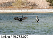 Two Great Cormorants (Phalacrocorax carbo) and African Cliff Swallow (Ptyonoprogne fuligula) Стоковое фото, фотограф Irina Opachevsky / Фотобанк Лори