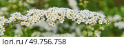 Close-Up of White Spring Blossoms on Flowering Shrub Branch of Spirea. Стоковое фото, фотограф Ирина Кононова / Фотобанк Лори