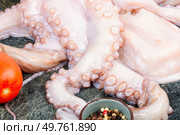 Fresh, whole octopus on table. Photo of a raw octopus, showcasing its intricate tentacles and texture.. Fresh raw octopus cuttlefish ocean gourmet. Стоковое фото, агентство Ingram Publishing / Фотобанк Лори