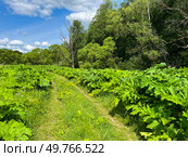 Летний пейзаж. Заросли борщевика вдоль дороги. Summer landscape. Thickets of hogweed along the road. Стоковое фото, фотограф Александр Рыбалка / Фотобанк Лори