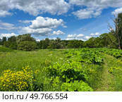 Летний пейзаж. Заросли борщевика вдоль дороги. Summer landscape. Thickets of hogweed along the road. Стоковое фото, фотограф Александр Рыбалка / Фотобанк Лори