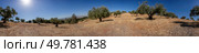 The scenic view of a serene olive grove on a hillside features vibrant trees against a clear blue sky, ideal for nature lovers and outdoor enthusiasts seeking tranquility and beauty. A beautiful and lush olive grove landscape set against a clear and vibrant blue sky. Стоковое фото, агентство Ingram Publishing / Фотобанк Лори