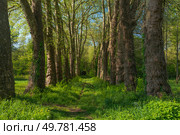 View of the spring forest near the commune of Azay-le-Rideau on a sunny day, Indre et Loire, France. Стоковое фото, фотограф Ula Ulachka / Фотобанк Лори