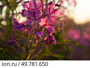 medicinal and edible herb, blooming Sally herb blossoming on field at sunny day. macro. Стоковое фото, агентство Ingram Publishing / Фотобанк Лори
