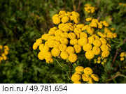 Tansy, Tanacetum vulgare, pest repellent and medicinal plant with flower blossom. Стоковое фото, агентство Ingram Publishing / Фотобанк Лори
