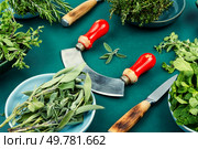 Fresh aromatic herb bundles. Mint, thyme, rosemary, sage and marjoram on the kitchen table.. A vibrant assortment of fresh culinary herbs. Стоковое фото, агентство Ingram Publishing / Фотобанк Лори