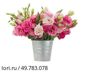 Pink eustoma flowers in metal pot isolated on white background. Pink eustoma flowers in metal pot. Стоковое фото, агентство Ingram Publishing / Фотобанк Лори