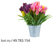 pink and violet tulip flowers in metal pot isolated on white background. pink and violet tulip flowers in metal pot. Стоковое фото, агентство Ingram Publishing / Фотобанк Лори