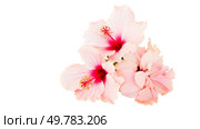 pink hibiscus flower isolated on white background. hibiscus flower. Стоковое фото, агентство Ingram Publishing / Фотобанк Лори