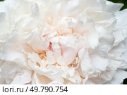 beautiful soft pink peony blooming flower as background at sunny day. close up. Стоковое фото, агентство Ingram Publishing / Фотобанк Лори