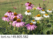 The gardren flower Echinacea purpurea. Стоковое фото, фотограф Елена Орлова / Фотобанк Лори