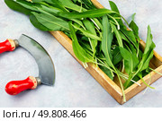 A bunch of wild onion or Ramps on the kitchen table. Ramps, green wild leeks.. Wild onion or wild garlic. Стоковое фото, агентство Ingram Publishing / Фотобанк Лори