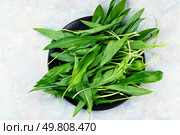 Raw fresh green ramps or wild garlic, ramson onion. Fresh organic wild ramps bundle green leaves.. Raw Organic Green Ramps. Стоковое фото, агентство Ingram Publishing / Фотобанк Лори