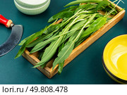 Fresh green ramps bundle on the kitchen table, culinary, herb ingredient cooking, raw wild, leaf diet leeks.. A bunch of wild leeks. Стоковое фото, агентство Ingram Publishing / Фотобанк Лори