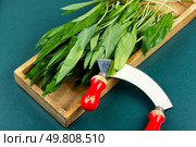 Raw organic green ramps, green shoots of wild onions, plants. Bear leek , wild garlic.. Ramps, green wild leeks. Стоковое фото, агентство Ingram Publishing / Фотобанк Лори