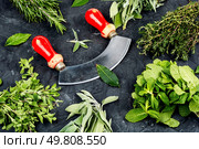 A variety of fresh and dried herbs. Bunches of mint, thyme, rosemary, sage and marjoram.. Mix of herbs. Стоковое фото, агентство Ingram Publishing / Фотобанк Лори