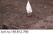 Rooster and white chickens in a homestead foraging feed at Backyard Coop. Brown hen wandering in a farmyard. Breeding livestock animals in agribusiness for free range organic egg and poultry industry. Стоковое видео, видеограф Марина Демидюк / Фотобанк Лори