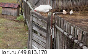 Rooster and white chickens in a homestead foraging feed at Backyard Coop. Brown hen wandering in a farmyard. Breeding livestock animals in agribusiness for free range organic egg and poultry industry. Стоковое видео, видеограф Марина Демидюк / Фотобанк Лори