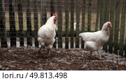 Rooster and white chickens in a homestead foraging feed at Backyard Coop. Brown hen wandering in a farmyard. Breeding livestock animals in agribusiness for free range organic egg and poultry industry. Стоковое видео, видеограф Марина Демидюк / Фотобанк Лори