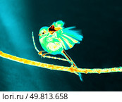 Infrared Thermal Image of Long Tiled Tit. Стоковое фото, фотограф Ольга Сергеева / Фотобанк Лори