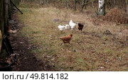 Rooster and white chickens in a homestead foraging feed at Backyard Coop. Brown hen wandering in a farmyard. Breeding livestock animals in agribusiness for free range organic egg and poultry industry. Стоковое видео, видеограф Марина Демидюк / Фотобанк Лори