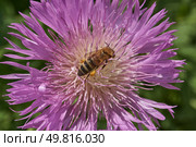 Psephellus whitewashed (lat. Psephellus dealbatus) is an herbaceous plant, a species of the genus Psephellus, of the Asteraceae family. The bee collects pollen and nectar from the flowers. Стоковое фото, фотограф Андрей Жигальцов / Фотобанк Лори
