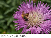 Psephellus whitewashed (lat. Psephellus dealbatus) is an herbaceous plant, a species of the genus Psephellus, of the Asteraceae family. The bee collects pollen and nectar from the flowers. Стоковое фото, фотограф Андрей Жигальцов / Фотобанк Лори