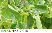 The green leaves of the lime tree and the inflorescences sway in the wind. Стоковое видео, видеограф Ярославский Максим / Фотобанк Лори