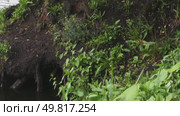 The camera slides along the green shore of the pond and then moves into the general plan. Стоковое видео, видеограф Ярославский Максим / Фотобанк Лори