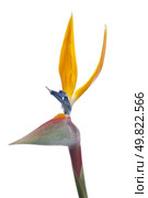 Bird of paradise flower (Strelitzia reginae) isolated on white background. Стоковое фото, агентство Ingram Publishing / Фотобанк Лори