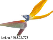 Bird of paradise flower (Strelitzia reginae) isolated on white background. Стоковое фото, агентство Ingram Publishing / Фотобанк Лори