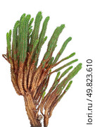 Cactus detailed closeup isolated on white background. Стоковое фото, агентство Ingram Publishing / Фотобанк Лори