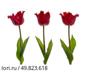 Three red tulips with steem isolated on white background. Стоковое фото, агентство Ingram Publishing / Фотобанк Лори