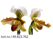 Close up of orchid (Paphiopedilum Maudiae) and vase on white background. Стоковое фото, агентство Ingram Publishing / Фотобанк Лори