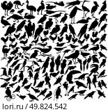 Vector illustrations black silhouettes birds on white. Стоковая иллюстрация, агентство Ingram Publishing / Фотобанк Лори