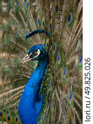 beautiful bird Blue Peafowl with open tail. Стоковое фото, агентство Ingram Publishing / Фотобанк Лори
