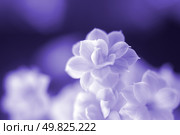 Succus Kalanchoes. macro. Стоковое фото, агентство Ingram Publishing / Фотобанк Лори