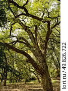 old tree in sity park. outdoor shot. Стоковое фото, агентство Ingram Publishing / Фотобанк Лори
