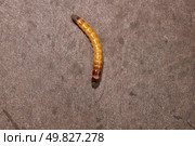Wireworm on a garden plot. Wireworms are the larvae of all click beetles. Стоковое фото, фотограф Андрей Жигальцов / Фотобанк Лори