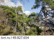 Сосны на Орлиных скалах в Сочи. Стоковое фото, фотограф Иван Аборнев / Фотобанк Лори