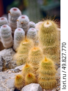 green succulent cactus with yellow thorns. Стоковое фото, агентство Ingram Publishing / Фотобанк Лори