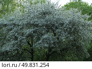 Джида или лох узколистный (lat.Elaeagnus commutata). Стоковое фото, фотограф хохрякова альбина накиповна / Фотобанк Лори