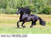 Beautiful black friesian horse runs gallop in the summer green meadow. Прекрасный черный конь фризской породы скачет галопом по летнему зеленому лугу. Стоковое фото, фотограф Михаил Кондрашов / Фотобанк Лори