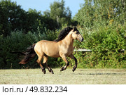 Belarusian harness horse runs gallop in summer evening ranch. Лошадь породы белорусская упряжная бежит галопом на летней ферме. Стоковое фото, фотограф Михаил Кондрашов / Фотобанк Лори